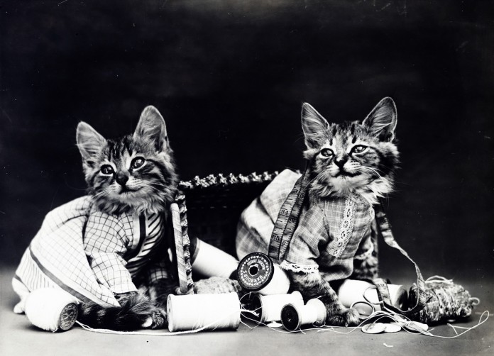 Naughty Kittens Playing With Yarns