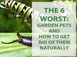 Gardening Tips The 6 Worst Garden Pets Aphids