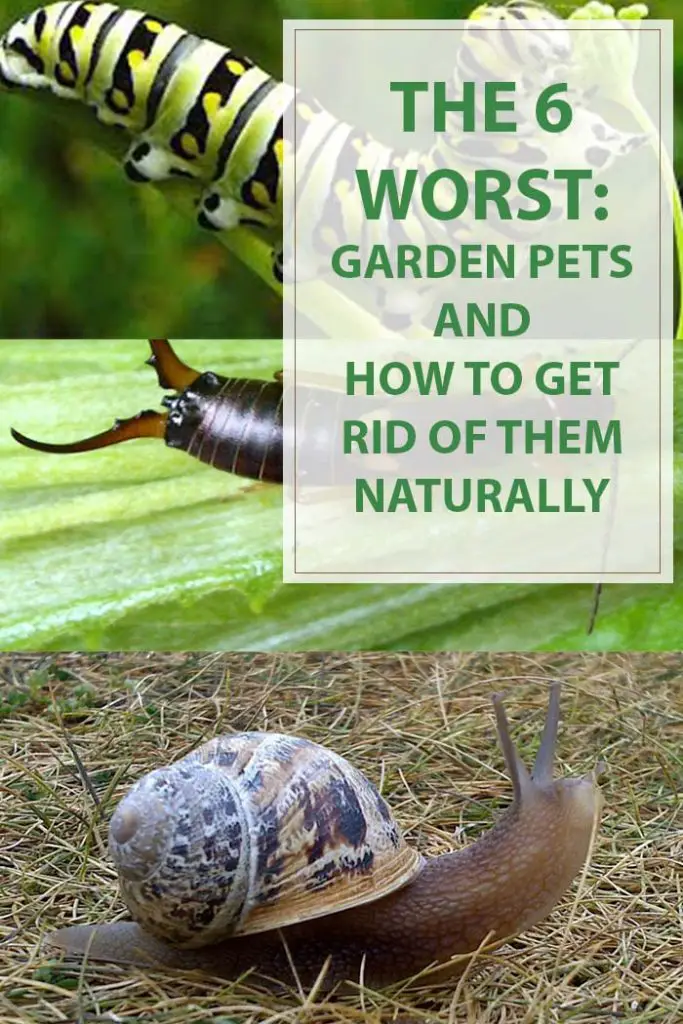 Gardening Tips The 6 Worst Garden Pets Aphids