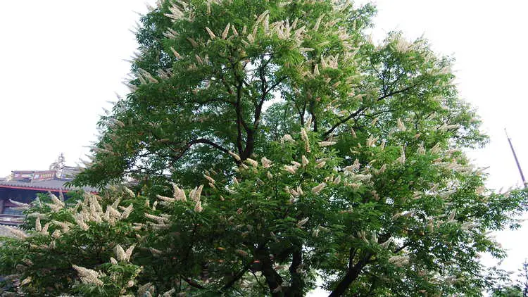 Aesculus Chinensis Garden Trees