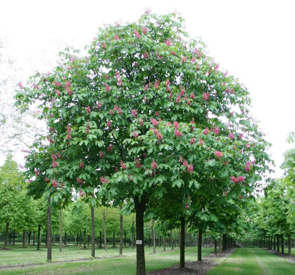 Briotii Garden Tree