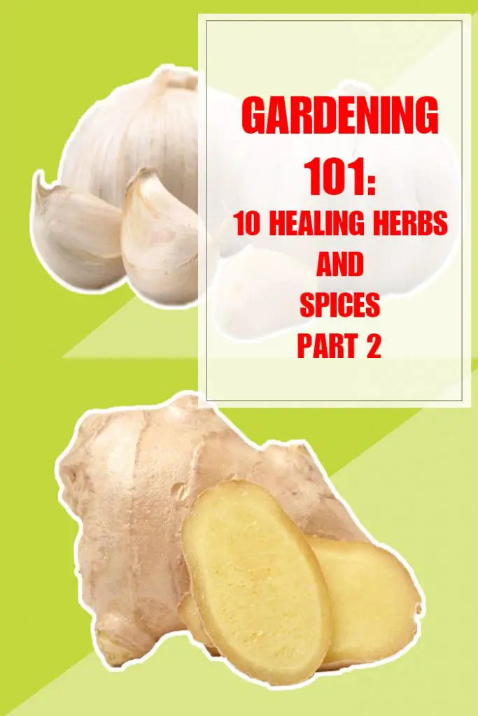 10 Healing Herbs and Spices Part 2