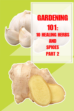 10 Healing Herbs and Spices Part 2 thump