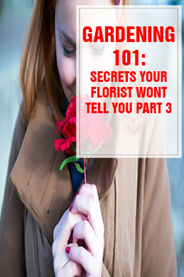 26 Secrets Your Florist Won’t Tell You Part 3 THUMP
