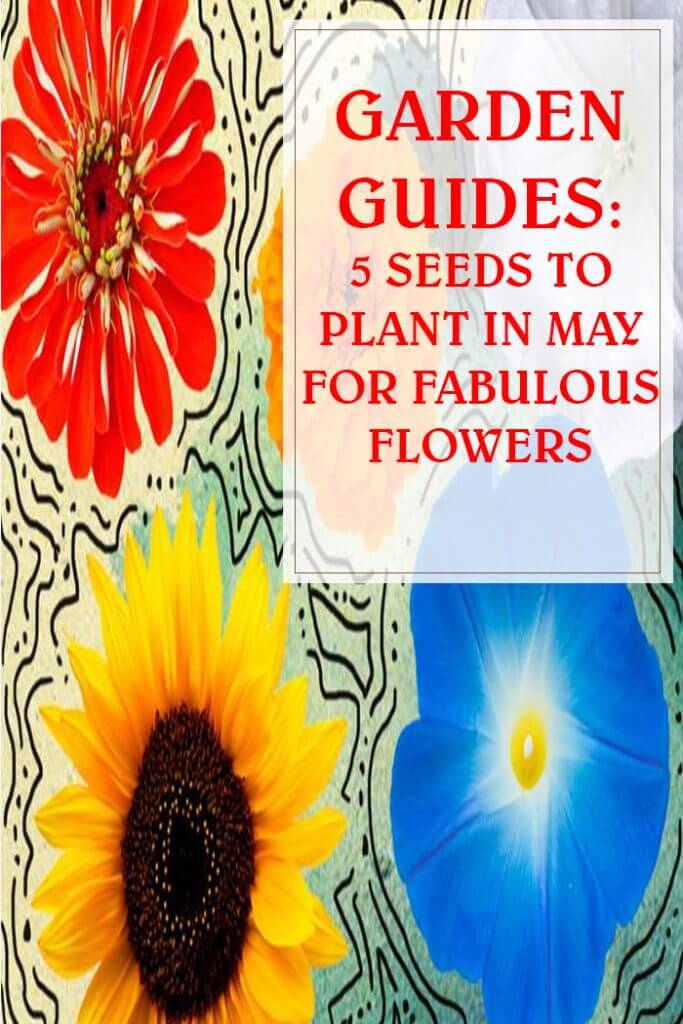 5 Seeds to Plant in May for Fabulous Flowers