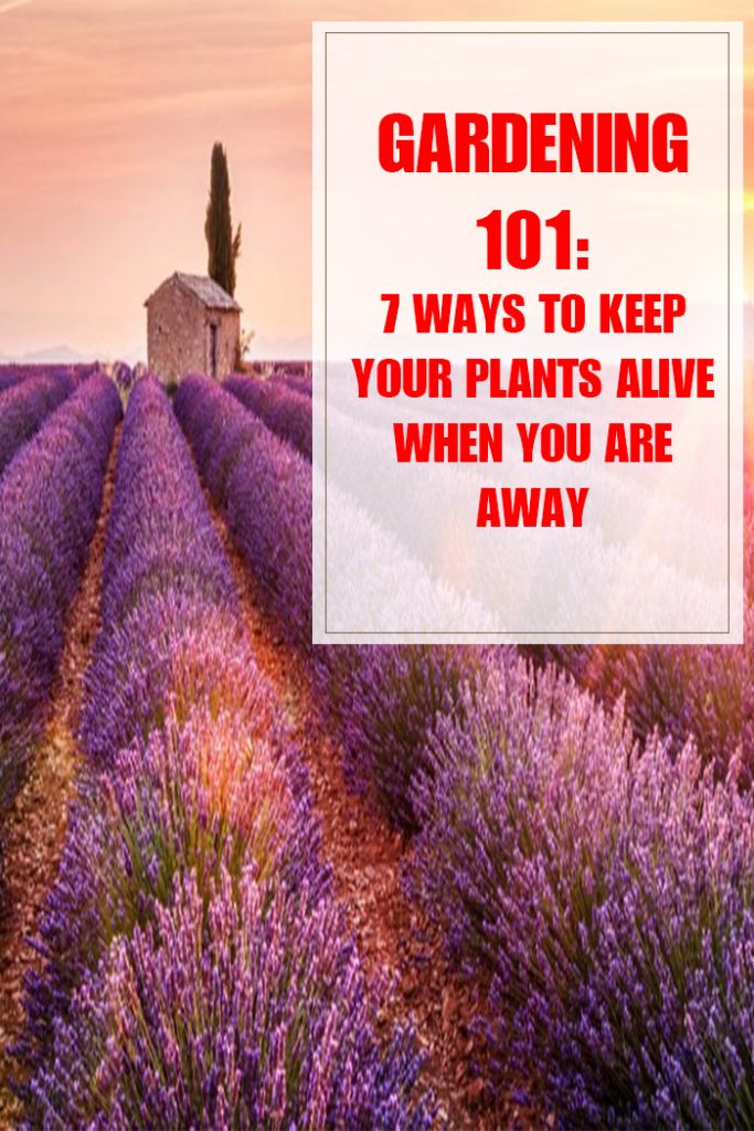 7 Ways to Keep Your Plants Alive When You’re Away