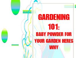 Baby Powder For Your Garden Heres Why THUMP