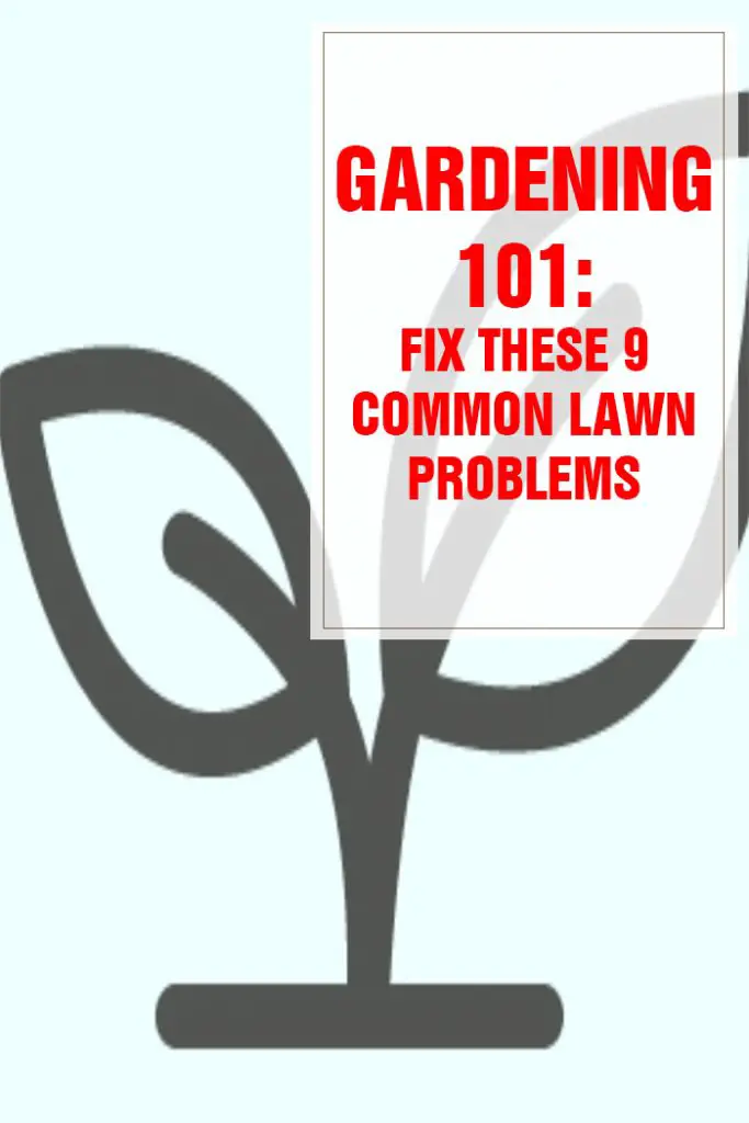 Fix These 9 Common Lawn Problems