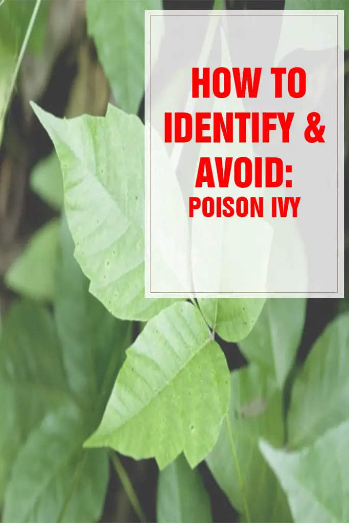 How to Identify and Avoid Poison Ivy