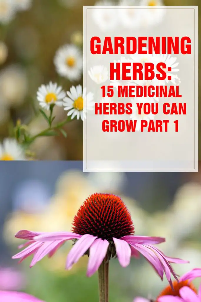 Medicinal Herbs You Can Grow Part 1