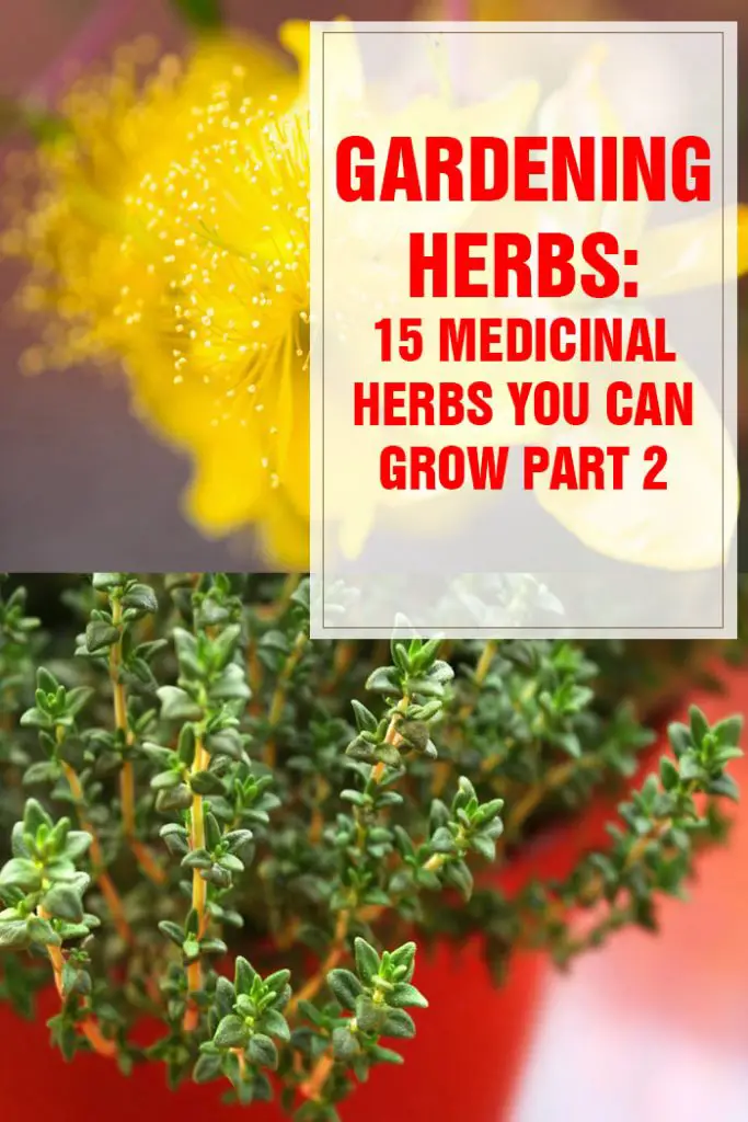 Medicinal Herbs You Can Grow Part 2