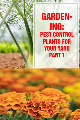 Pest Control Plants For Your Yard Part 1 THUMP