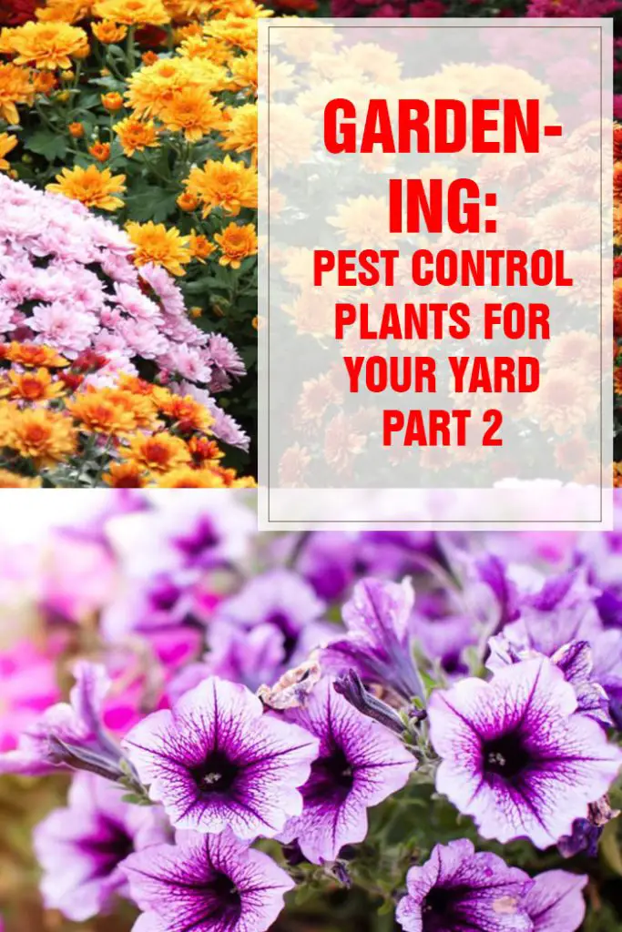 Pest Control Plants For Your Yard Part 2