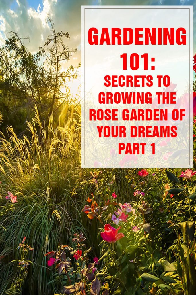 Secrets to Growing the Rose Garden of Your Dreams Part 1