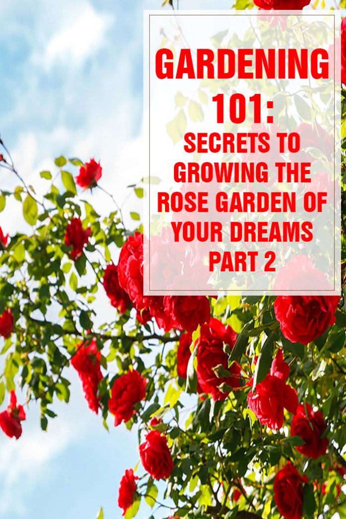Secrets to Growing the Rose Garden of Your Dreams PART 2