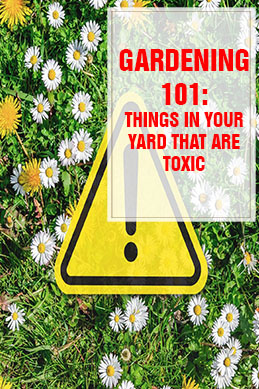 Things in Your Yard That Are Actually Toxic thump
