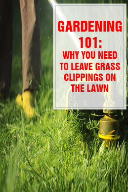 Why You Need to Leave Grass Clippings on the Lawn THUMPS