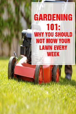 Why You Shouldn’t Mow Your Lawn Every Week THUMP