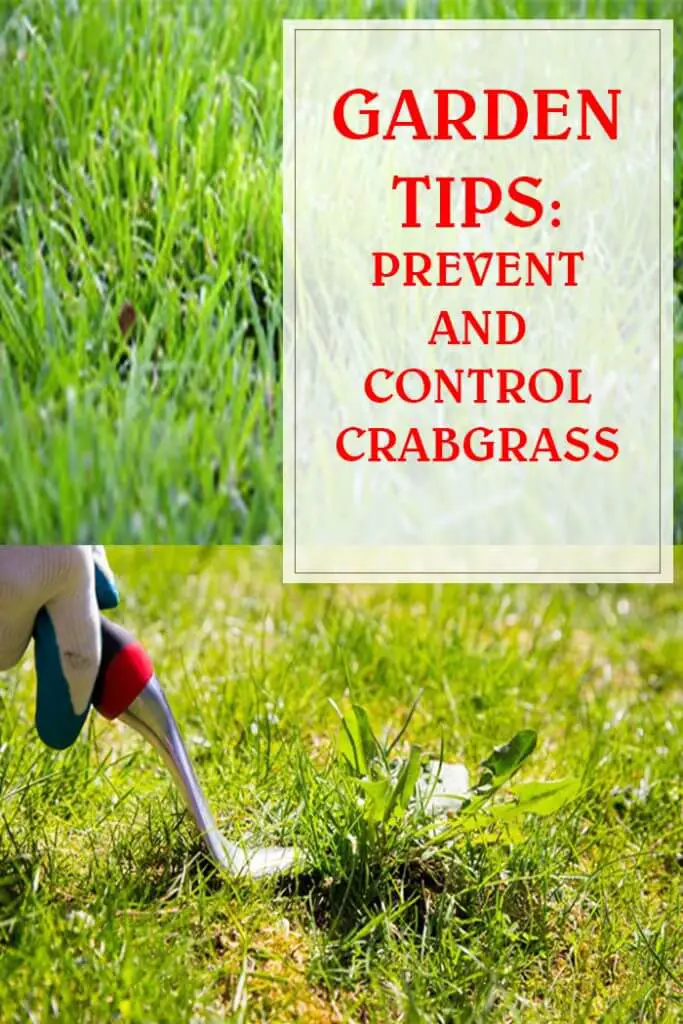 Prevent And Control Crabgrass