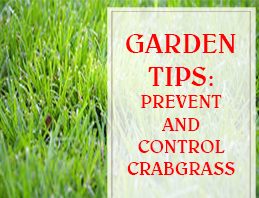Prevent And Control Crabgrass THUMP