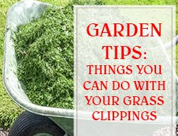 Things You Can Do With Your Grass Clippings THUMP