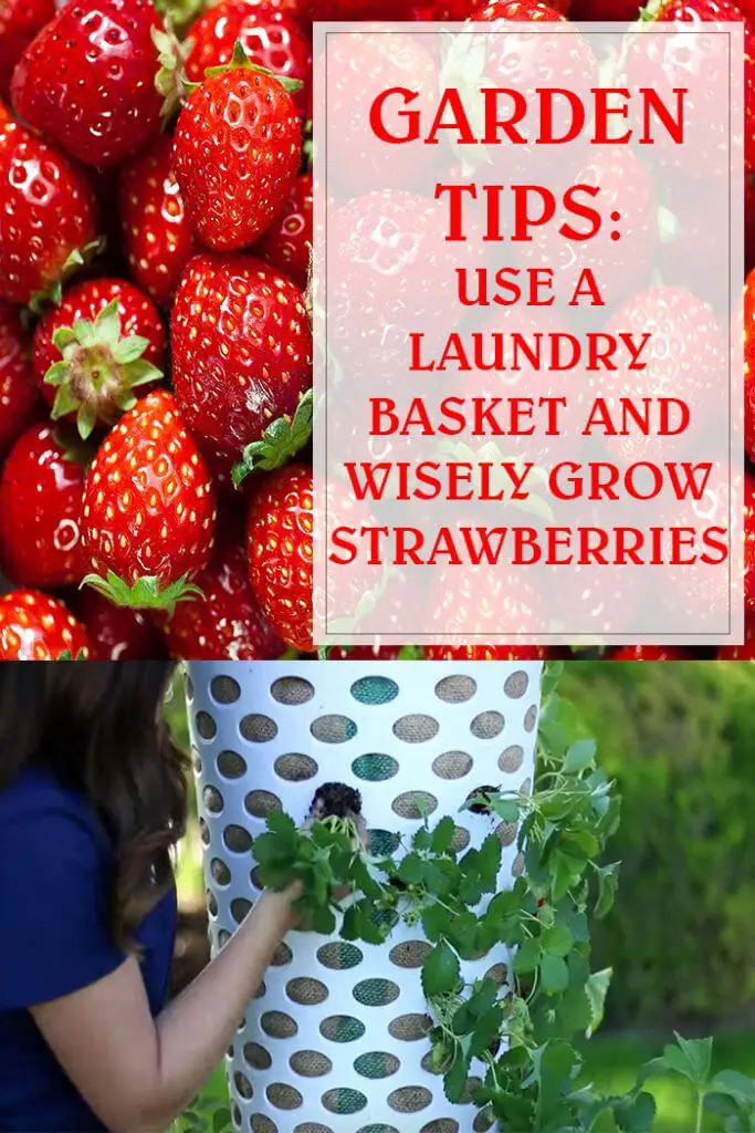 Use A Laundry Basket And Wisely Grow Strawberries