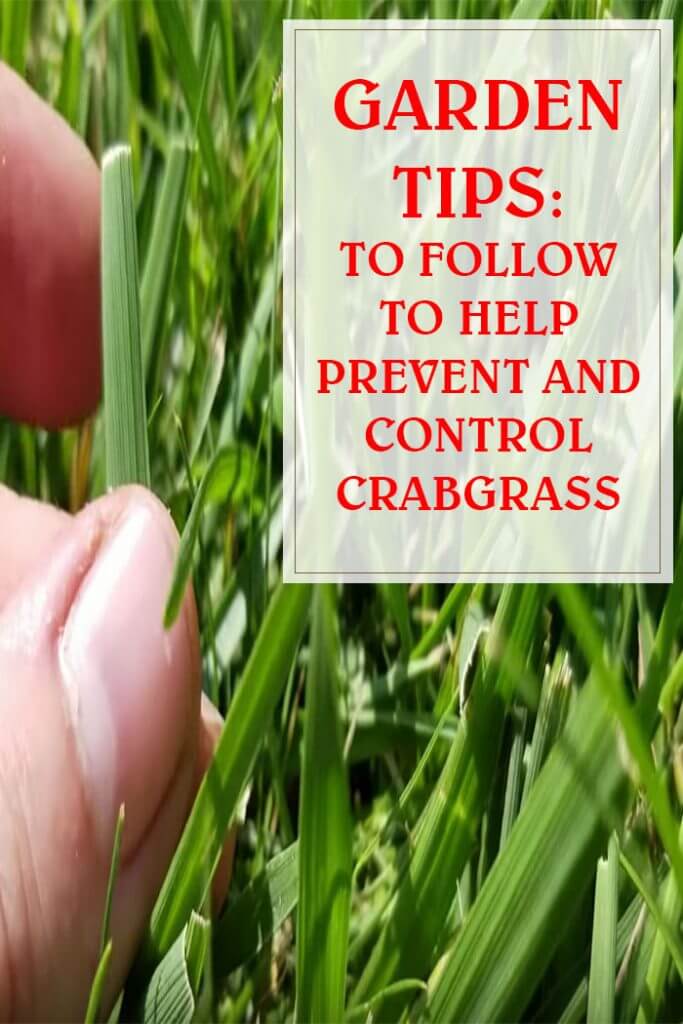 Tips To Follow To Help Prevent And Control Crabgrass