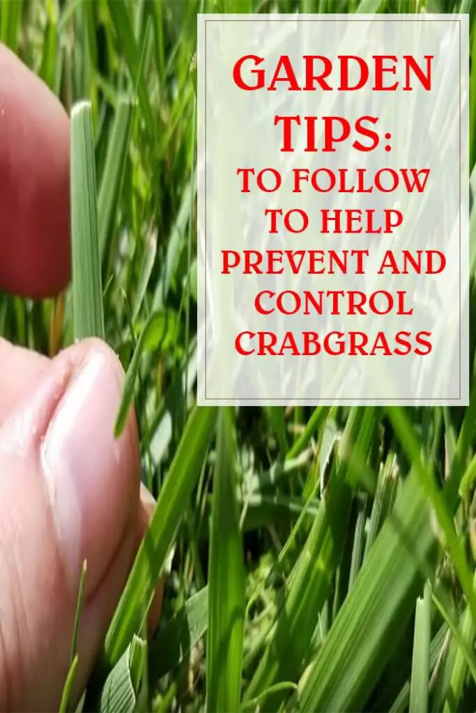 Tips To Follow To Help Prevent And Control Crabgrass