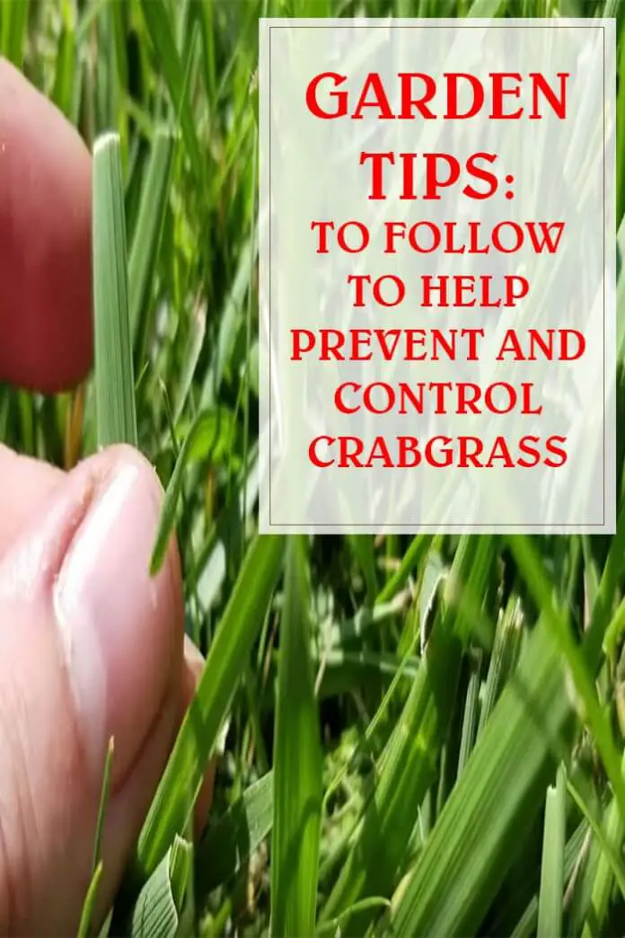 Tips To Follow To Help Prevent And Control Crabgrass HousewivesHobbies